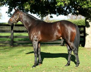 Windsor Park Stud's first season sire Mongolian Khan (Holy Roman Emperor).